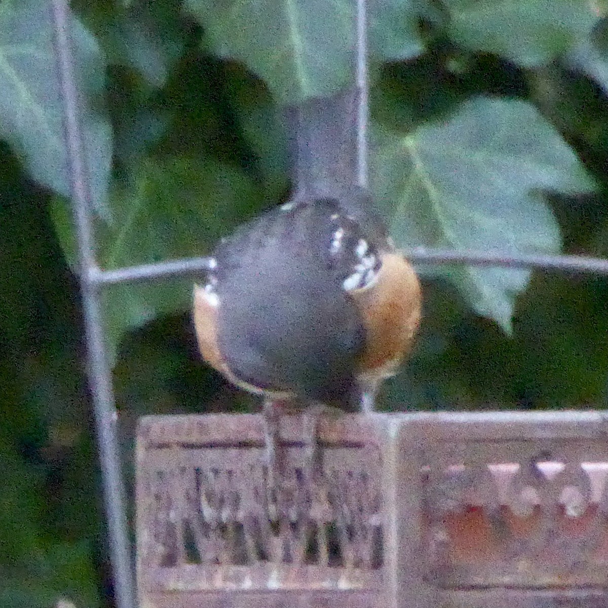 Spotted Towhee - ML642633829