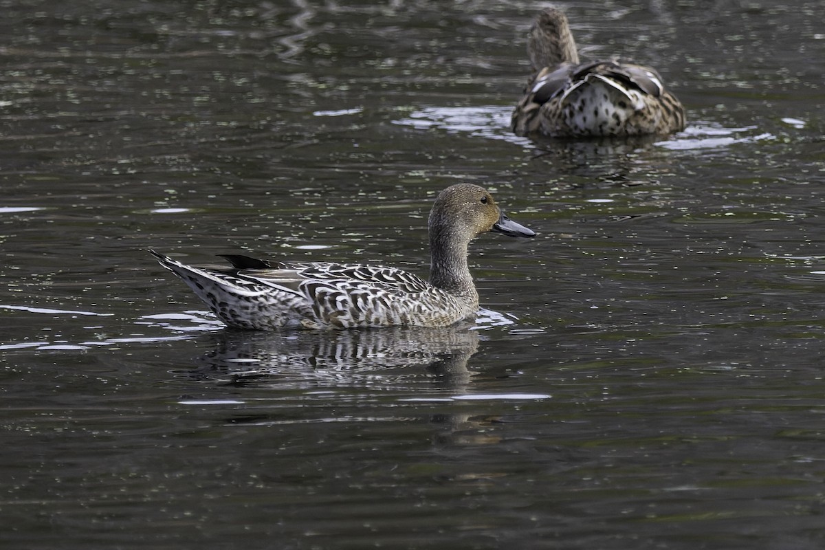 Northern Pintail - ML642633830