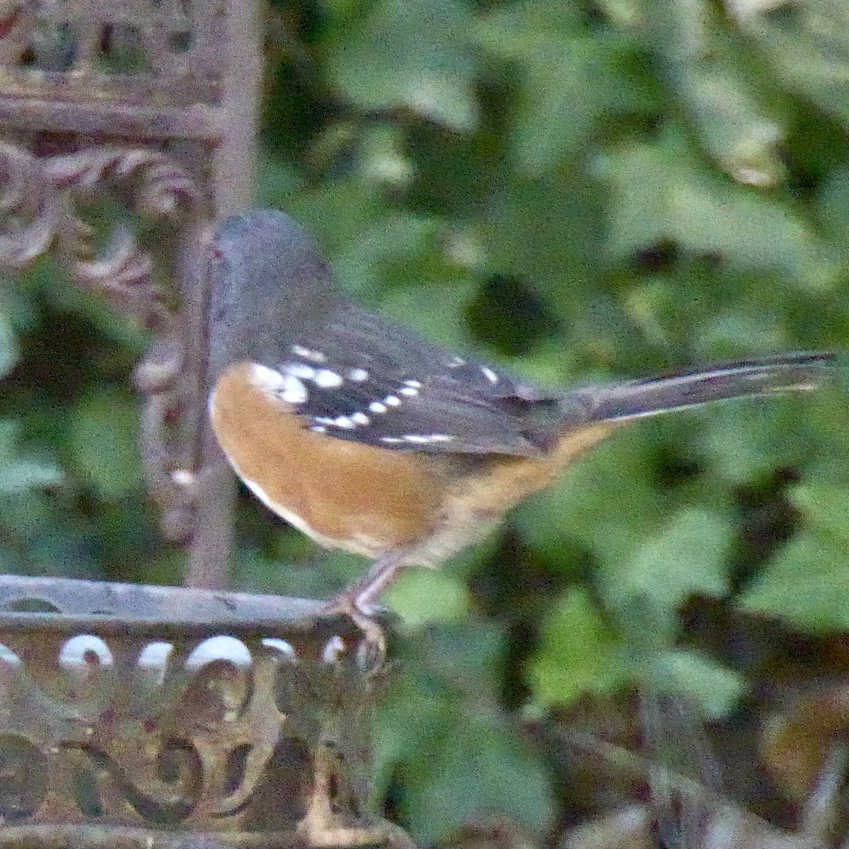 Spotted Towhee - ML642633832