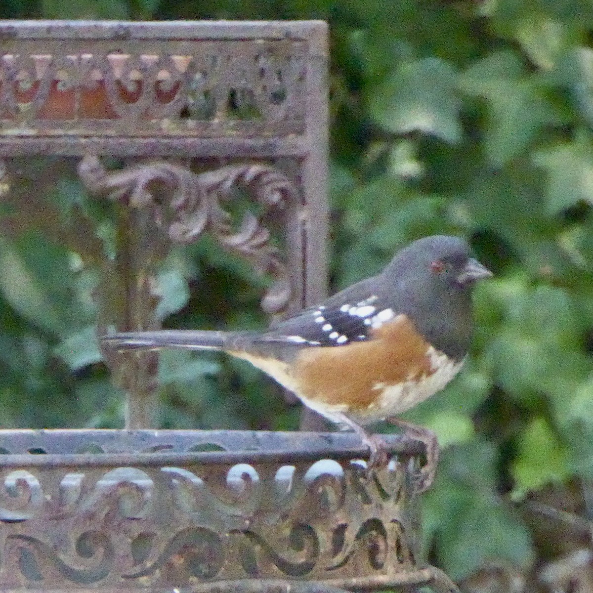 Spotted Towhee - ML642633833