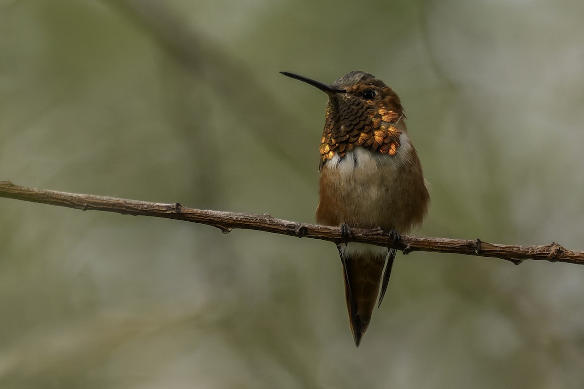 Allen's Hummingbird - ML642633840