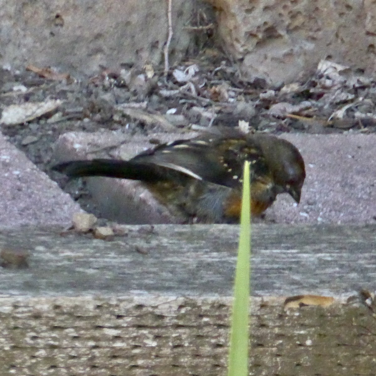 Spotted Towhee - ML642633841