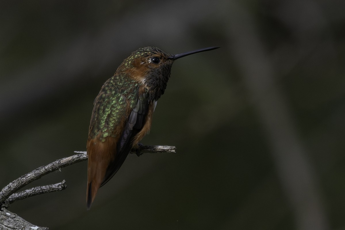 Allen's Hummingbird - ML642633842