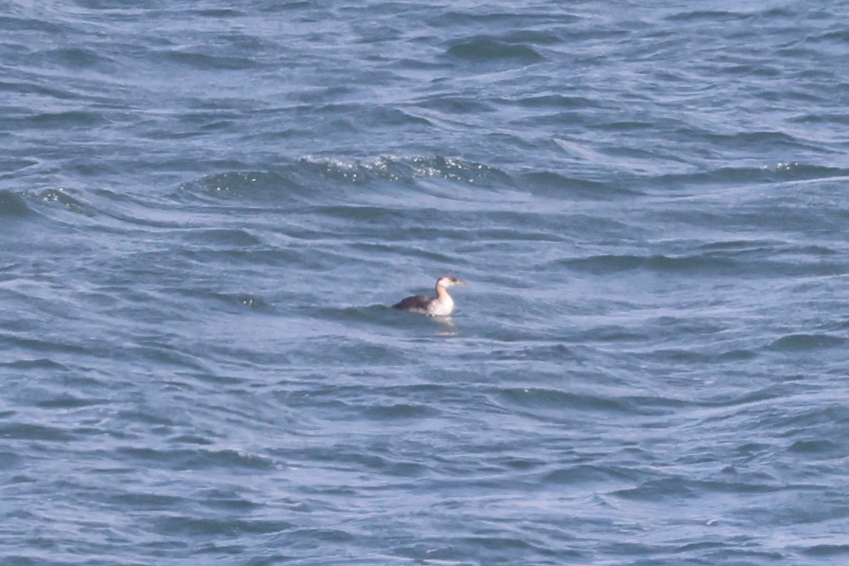 Red-necked Grebe - ML642633848