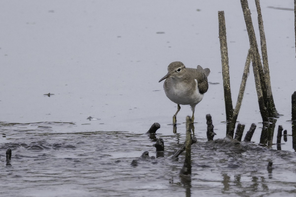 Spotted Sandpiper - ML642633850