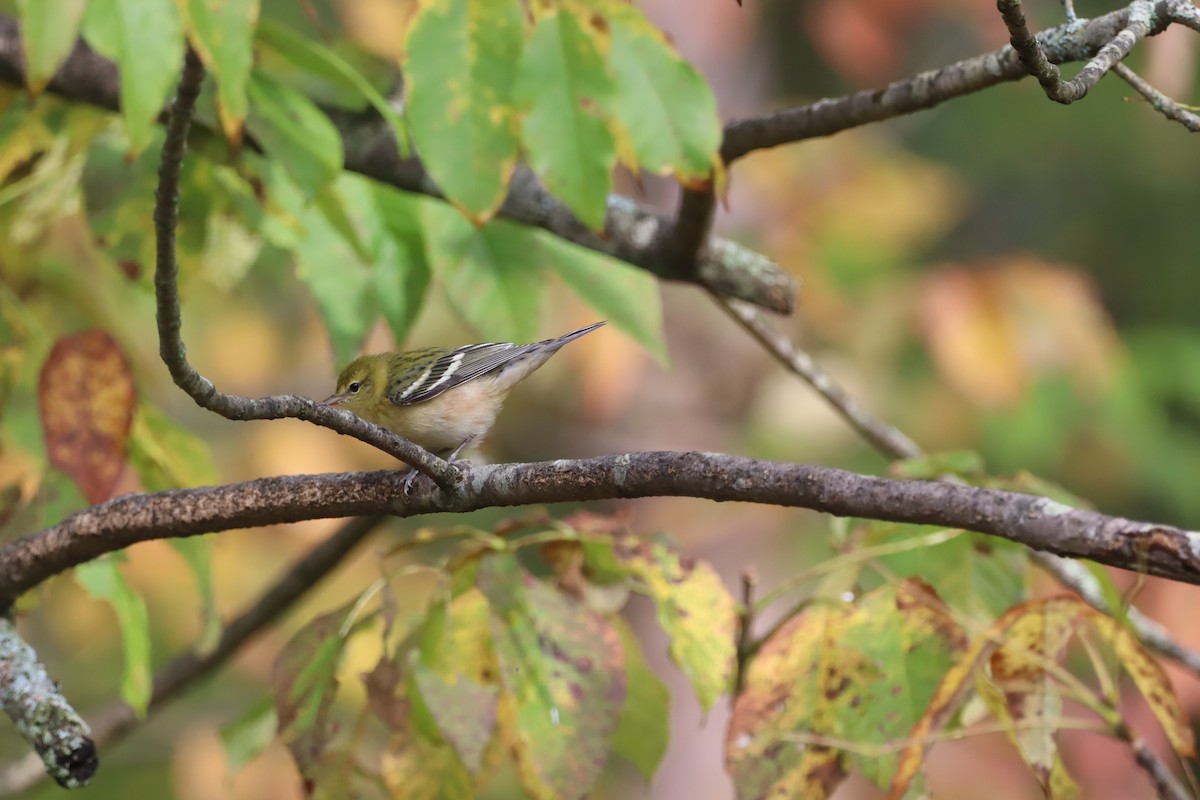 クリイロアメリカムシクイ - ML642633853