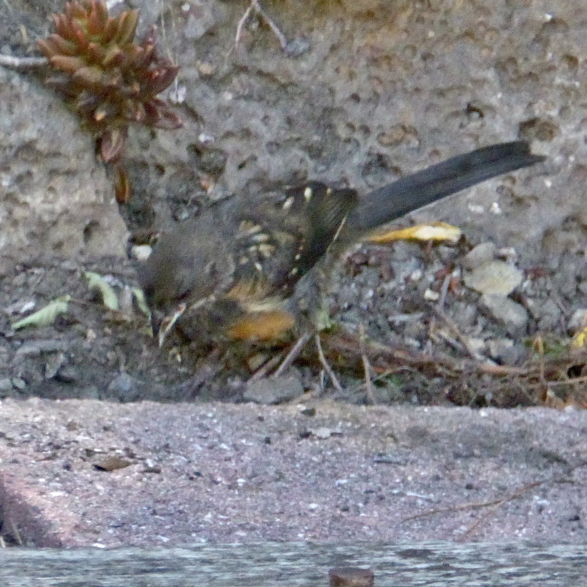 Spotted Towhee - ML642633862