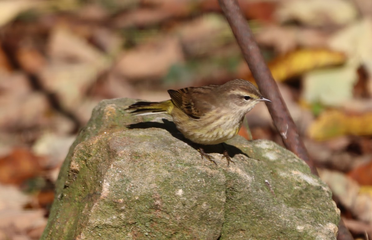 ヤシアメリカムシクイ - ML642633872