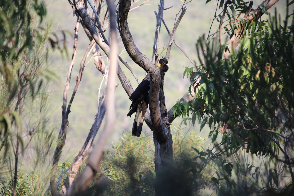 Yellow-tailed Black-Cockatoo - ML642633878