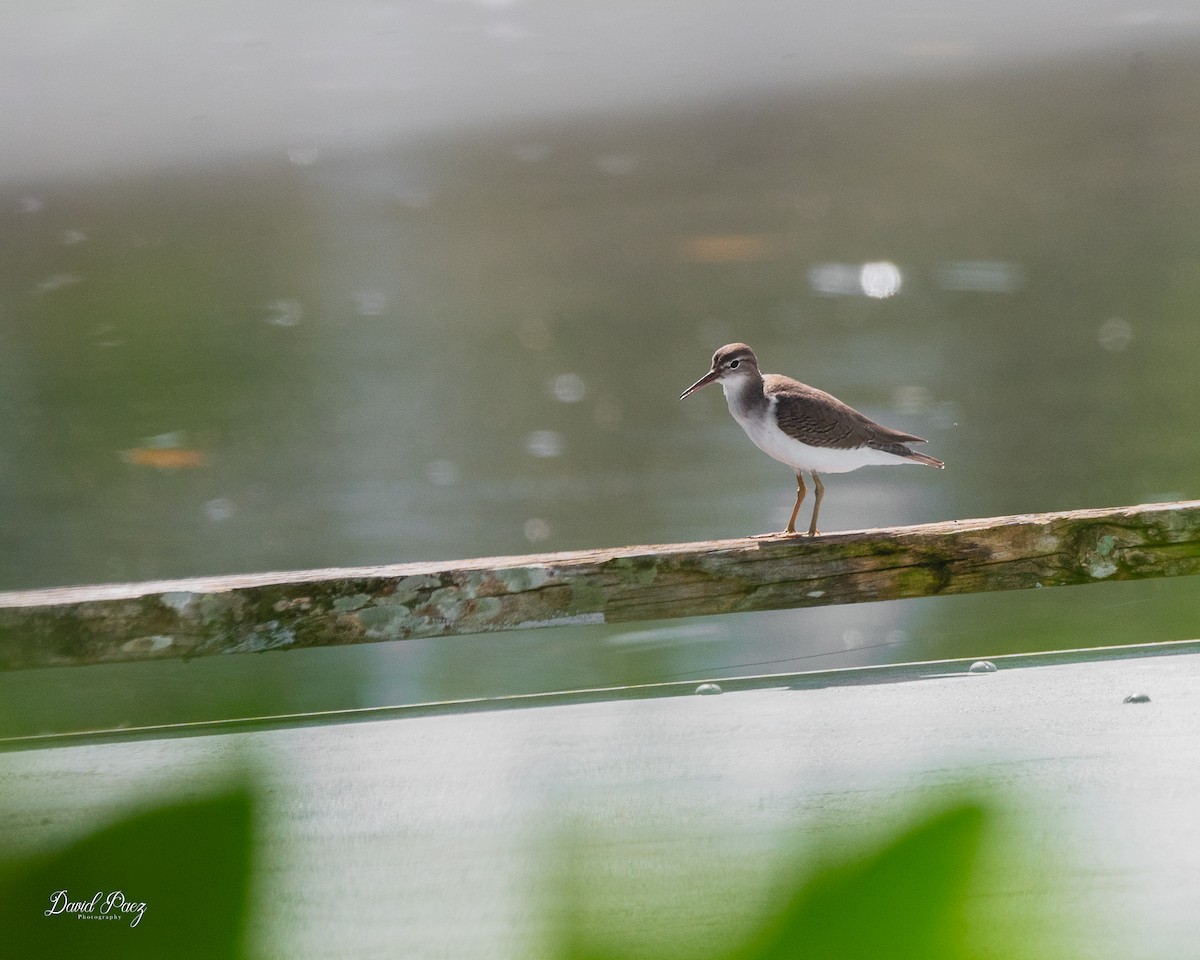 Spotted Sandpiper - ML642633891