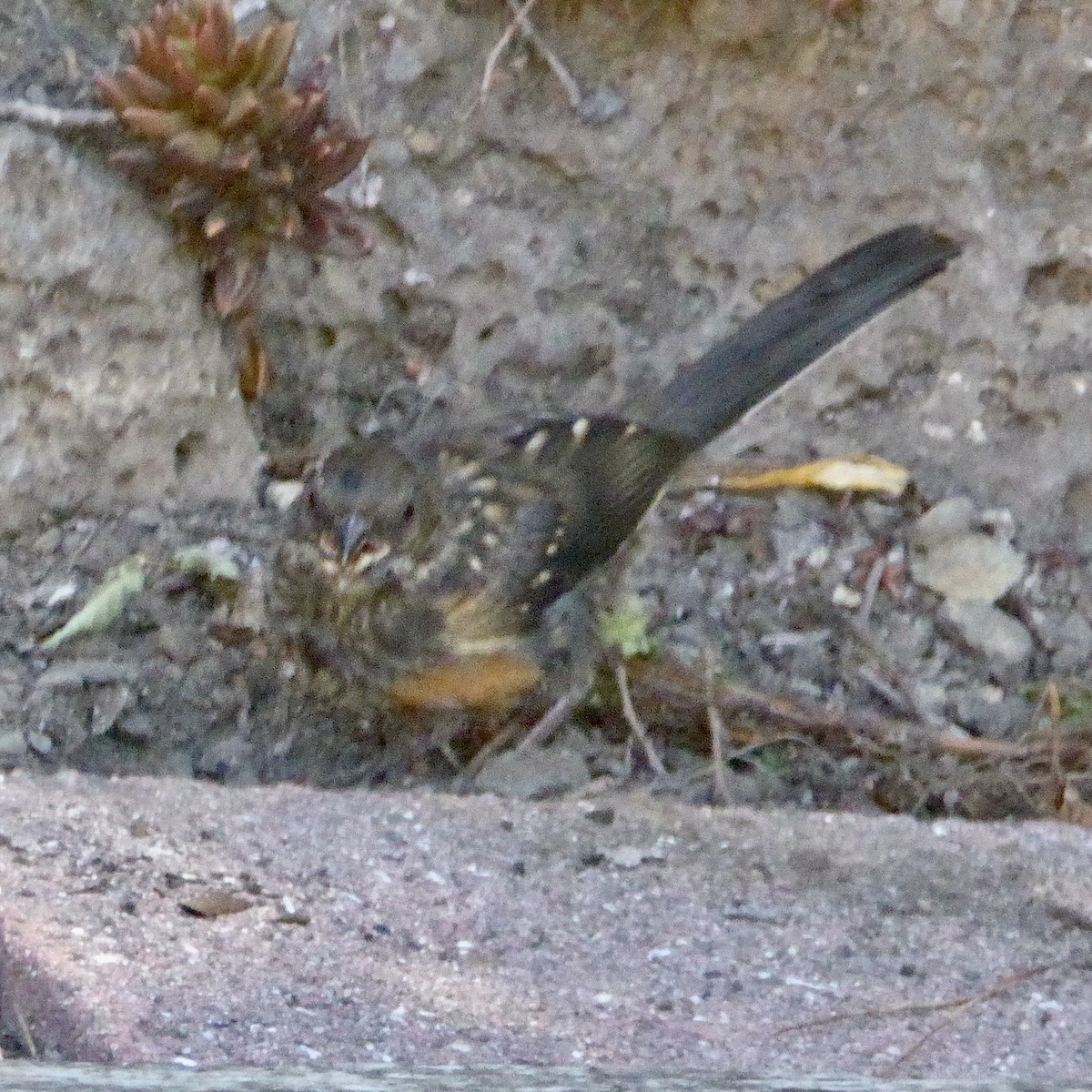 Spotted Towhee - ML642633899