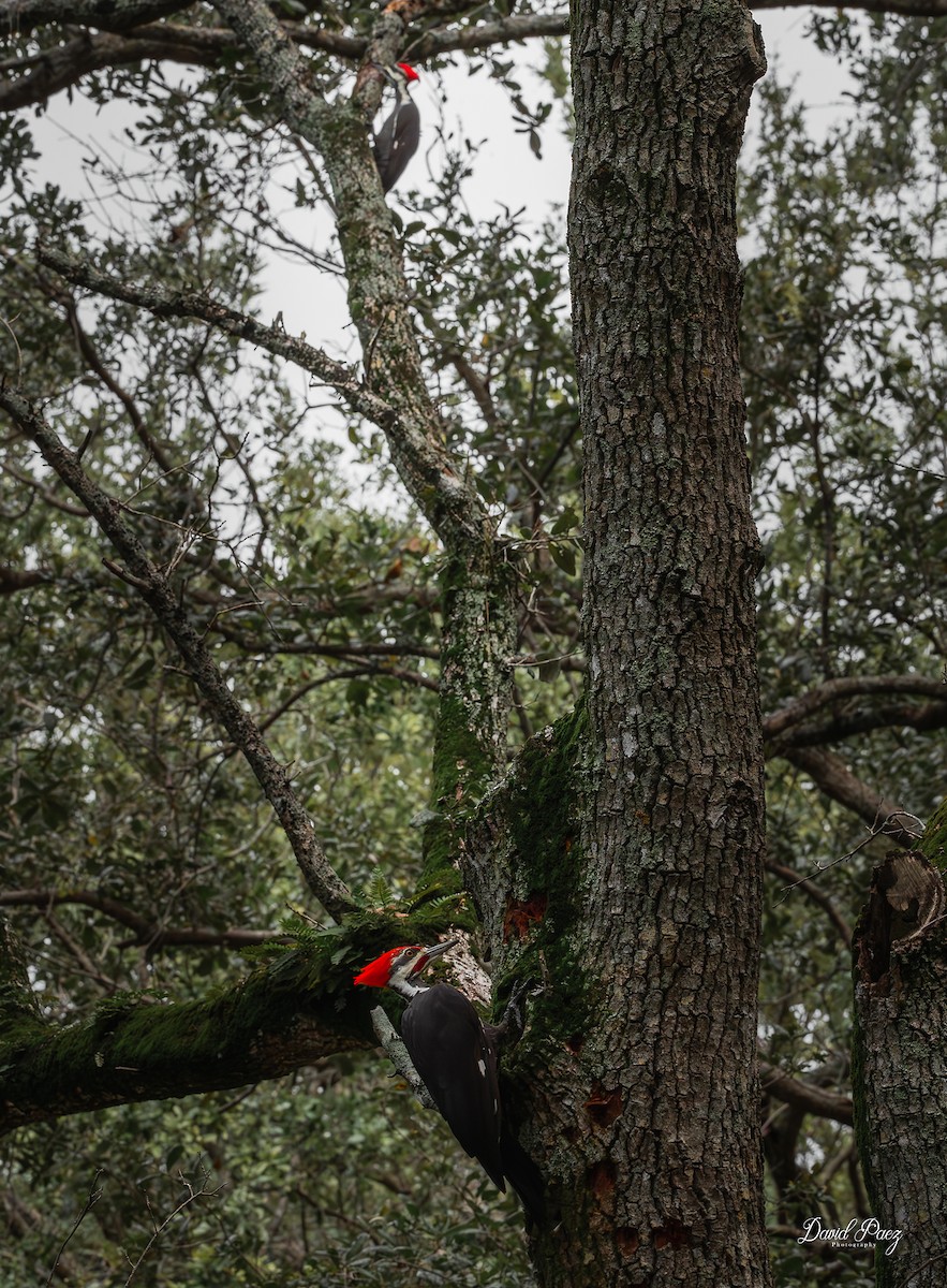 Pileated Woodpecker - ML642633900
