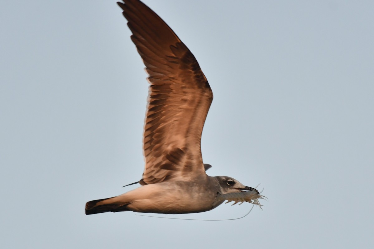 Laughing Gull - ML642633901