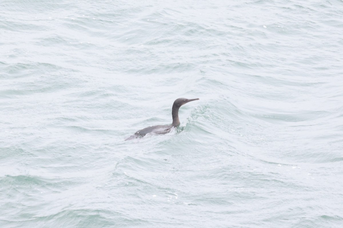 Pelagic Cormorant - ML642633903