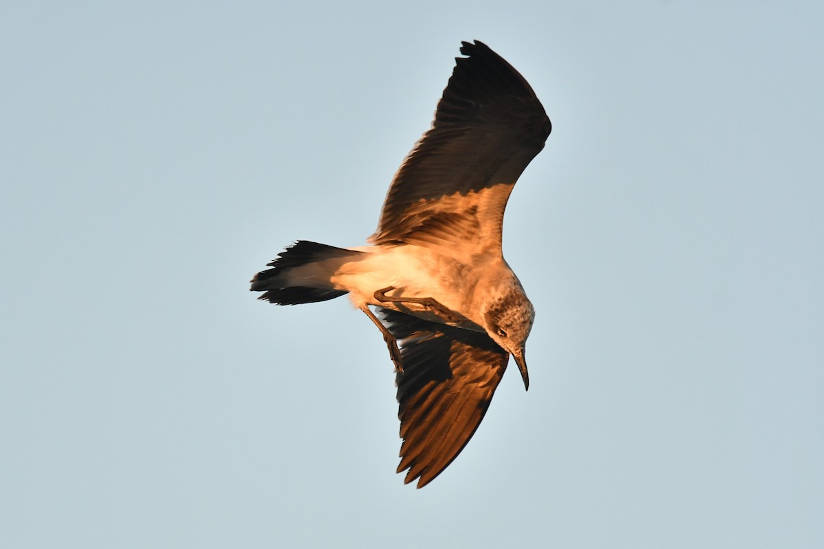 Laughing Gull - ML642633905