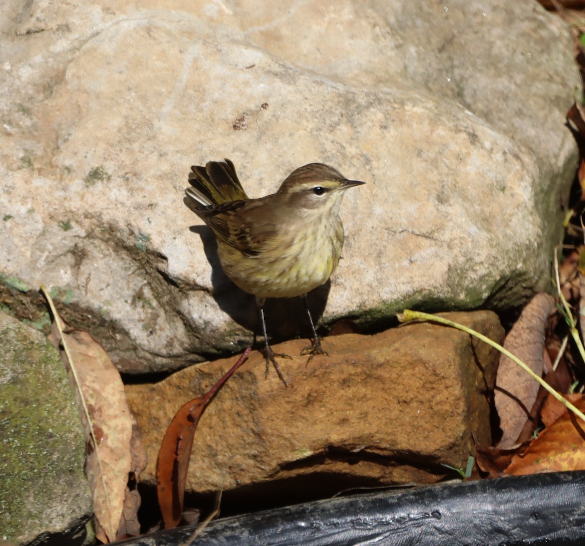 ヤシアメリカムシクイ - ML642633906