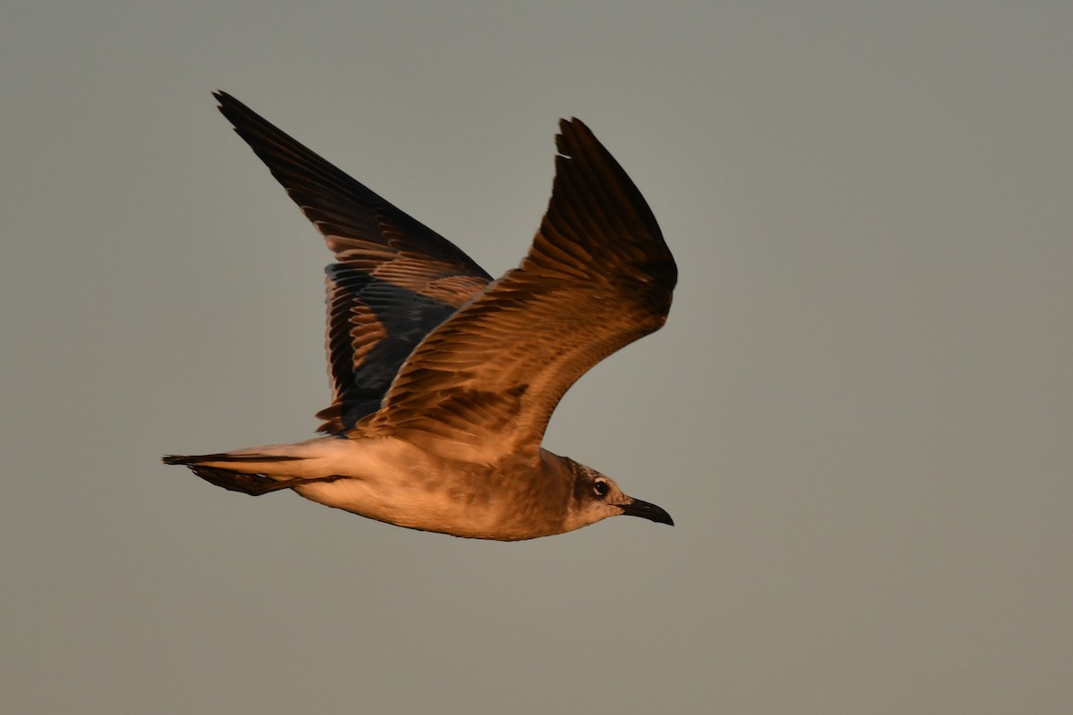 Laughing Gull - ML642633909