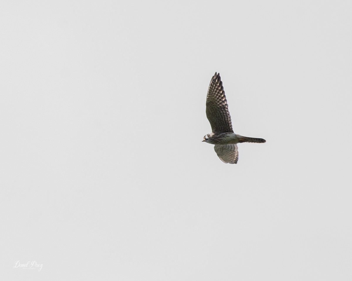 American Kestrel - ML642633910