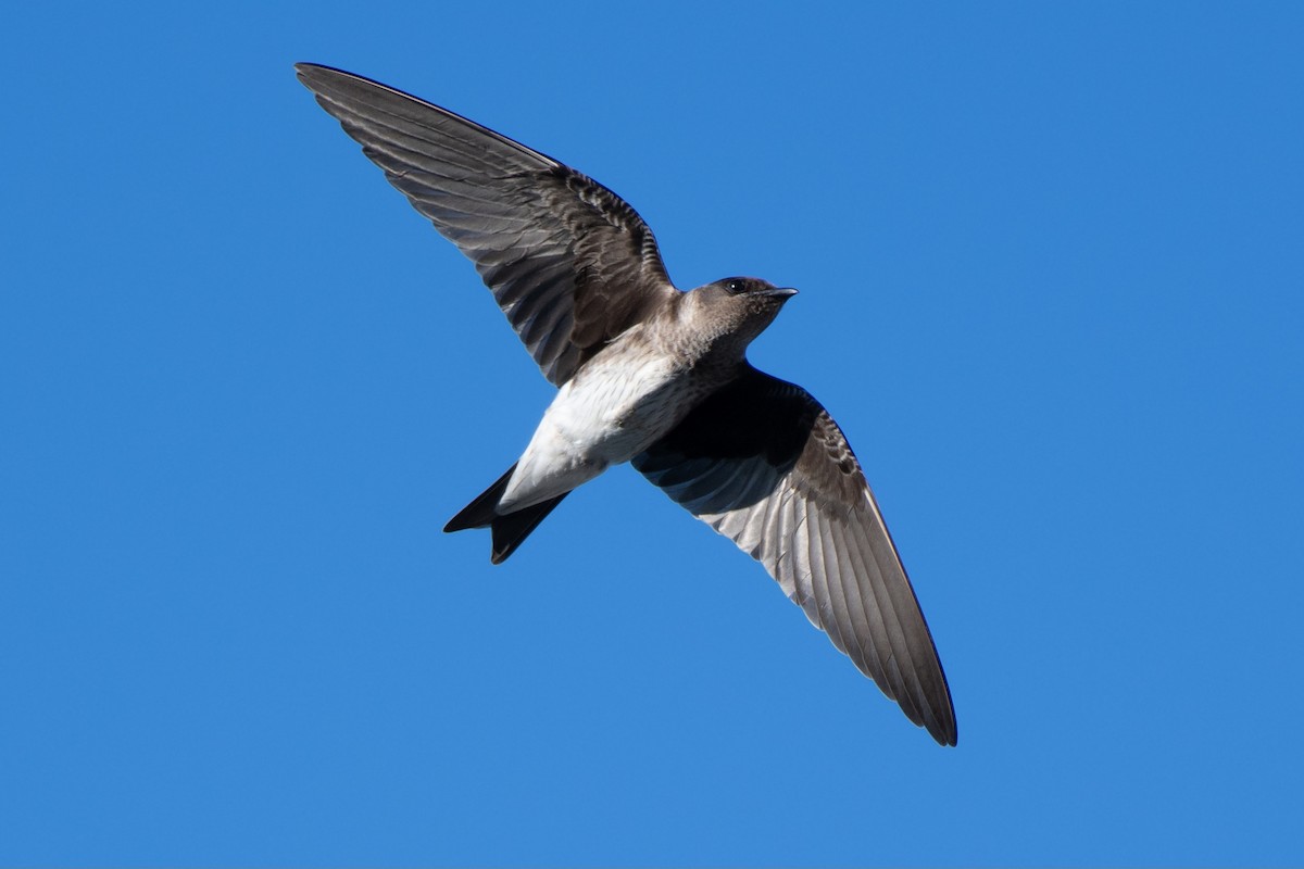 Purple Martin - ML642633914