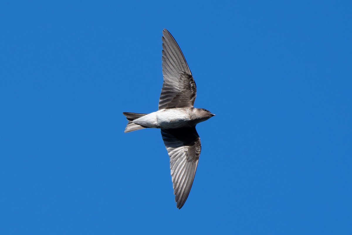 Purple Martin - ML642633915