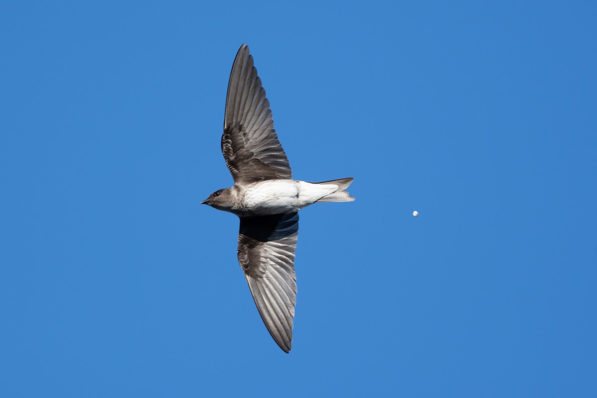Purple Martin - ML642633916