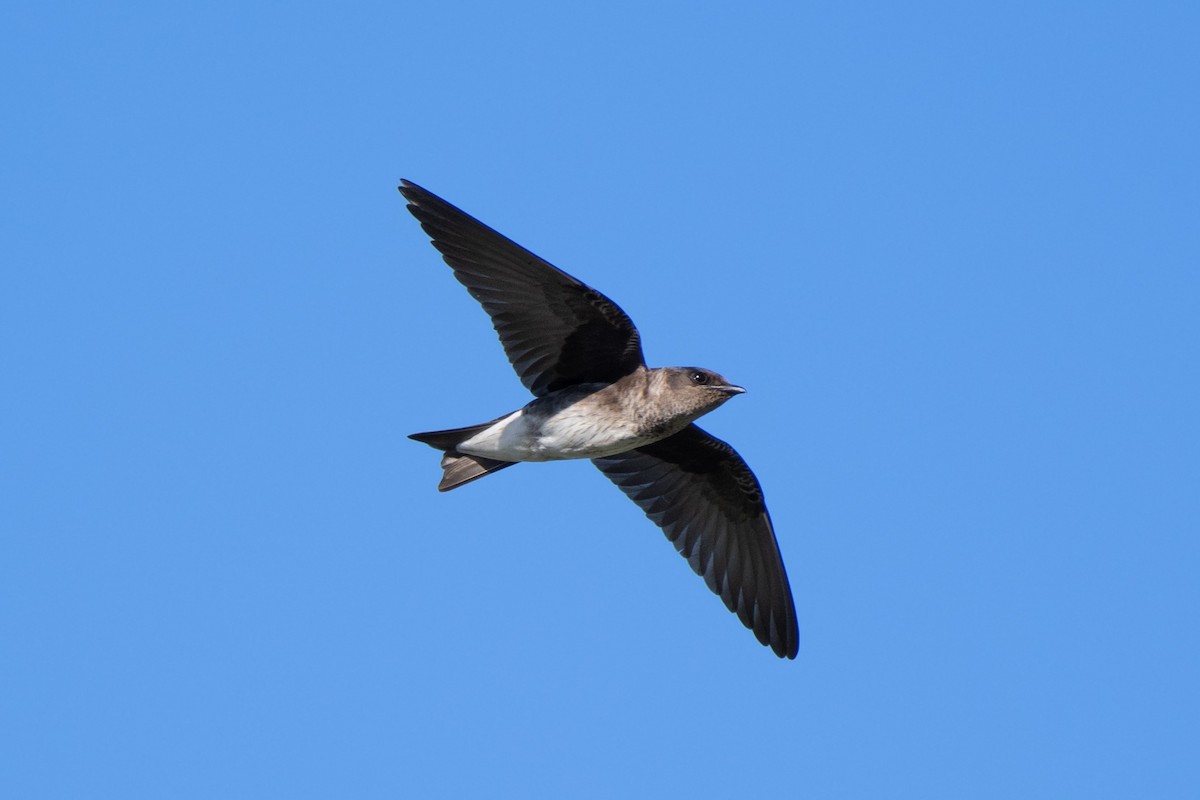 Purple Martin - ML642633917