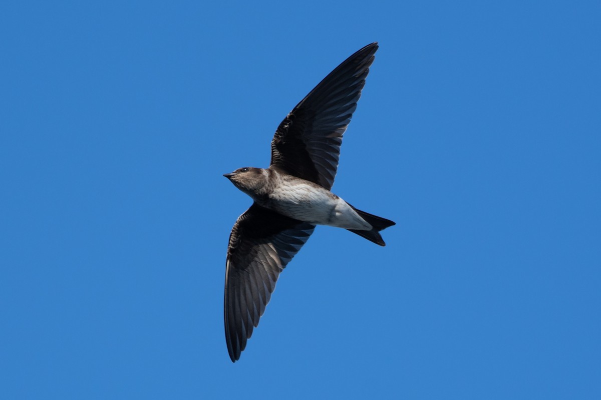 Purple Martin - ML642633918