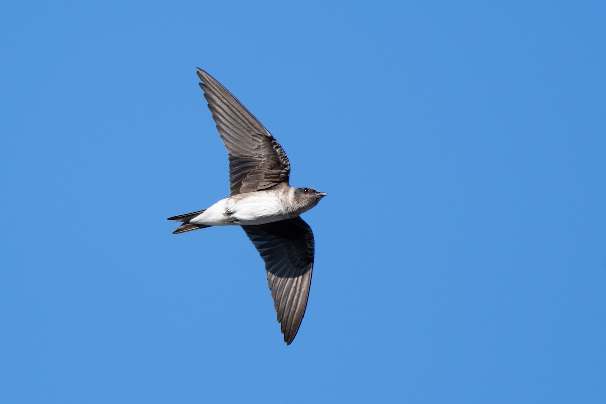 Purple Martin - ML642633919