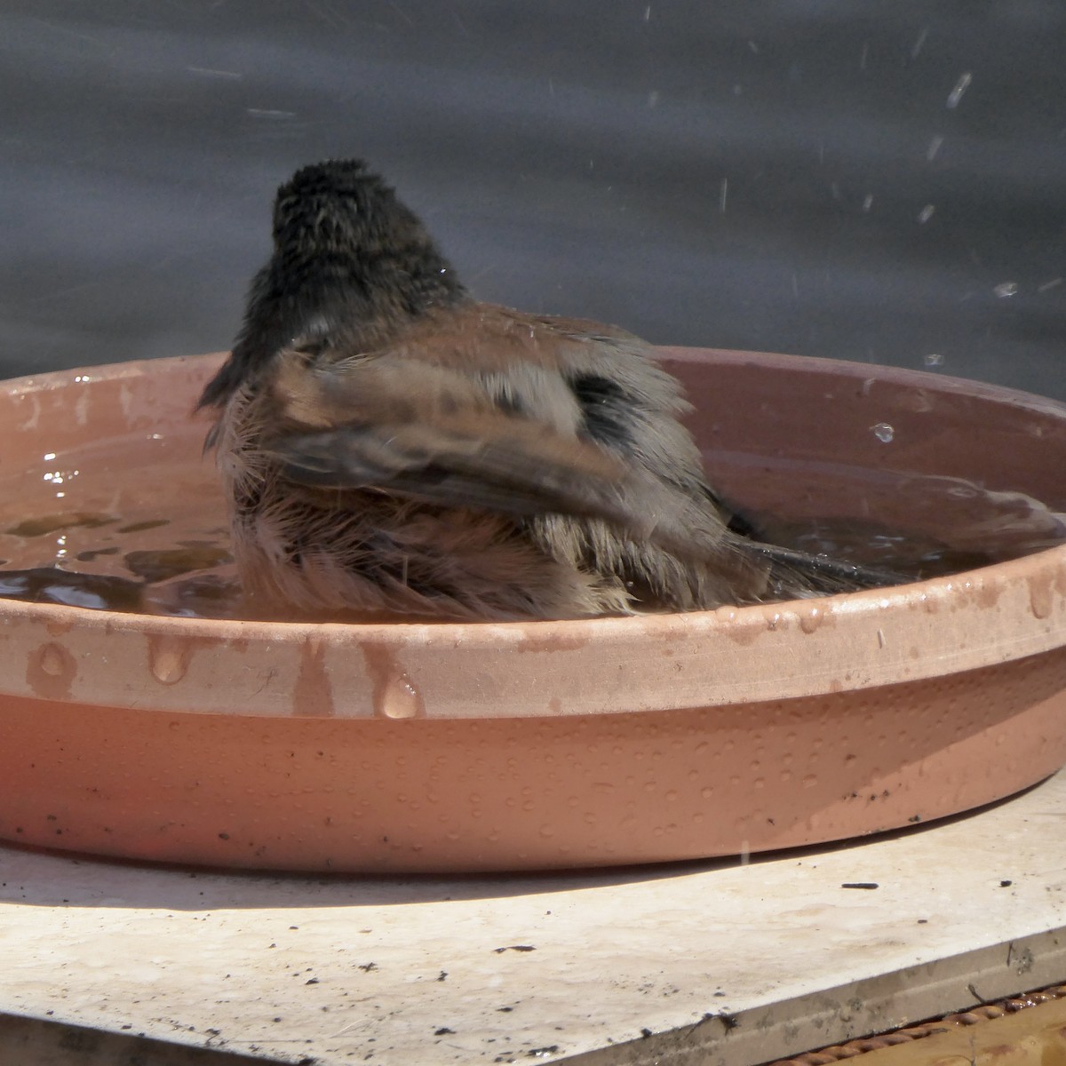 Dark-eyed Junco - ML642633920