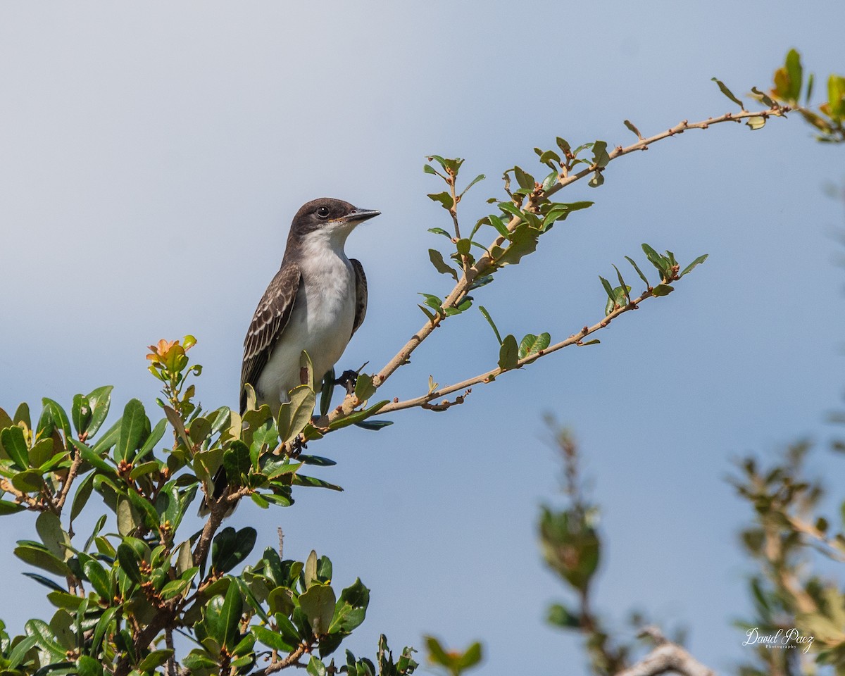Eastern Kingbird - ML642633926