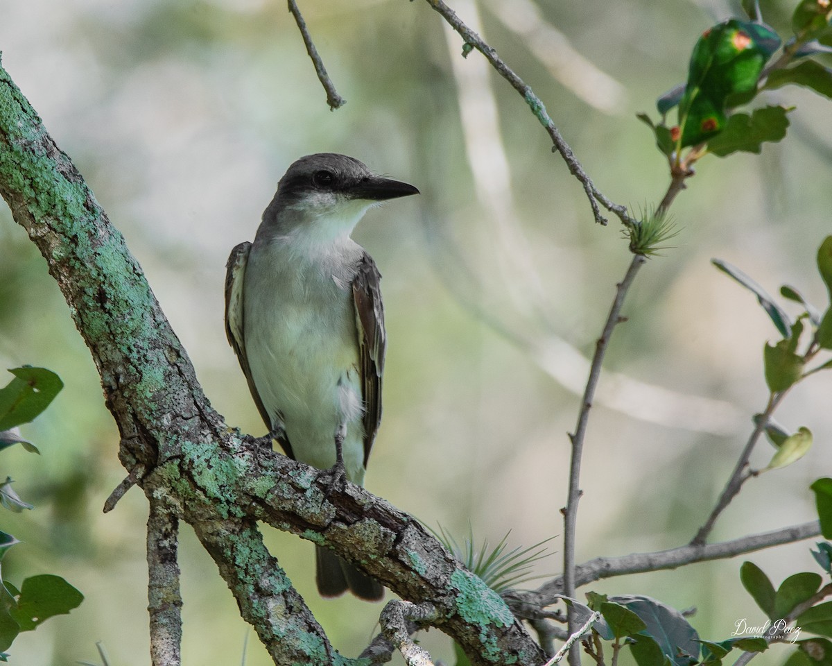 Gray Kingbird - ML642633929
