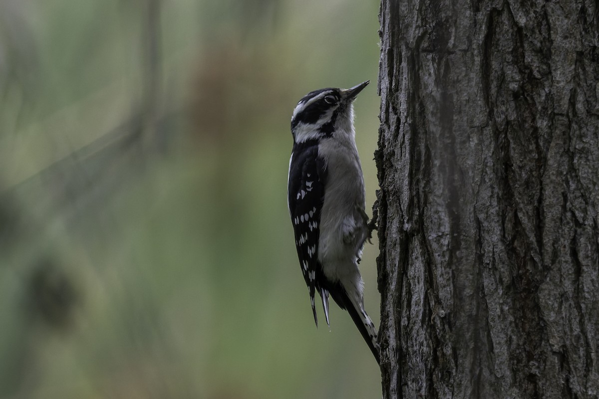 Downy Woodpecker - ML642633931
