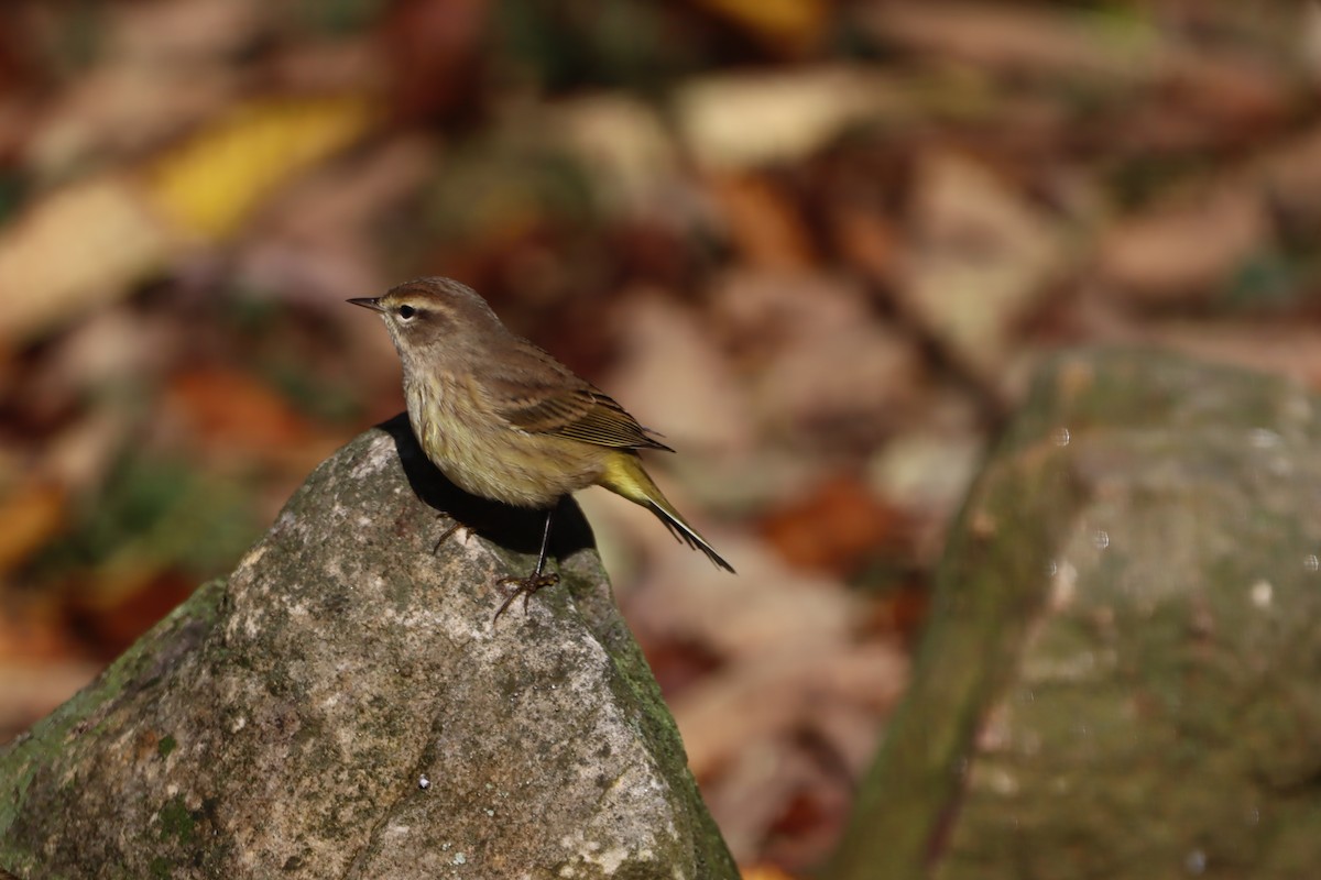 ヤシアメリカムシクイ - ML642633936