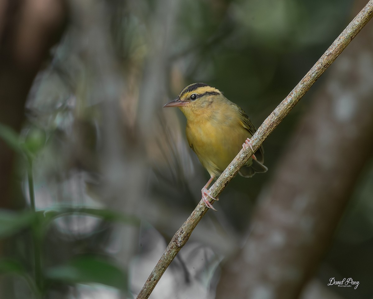 Worm-eating Warbler - ML642633947