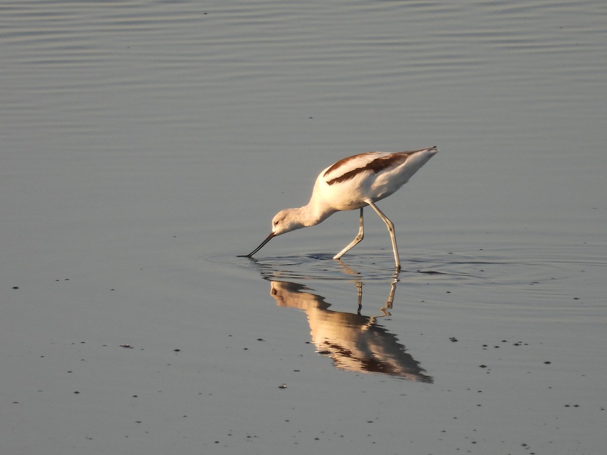 American Avocet - ML642633954