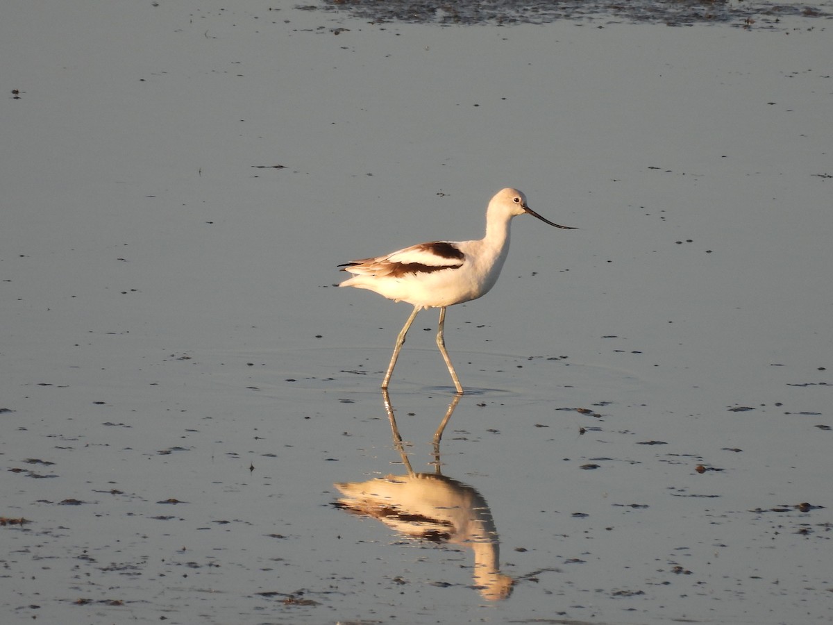 American Avocet - ML642633955