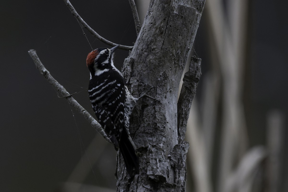 Nuttall's Woodpecker - ML642633958