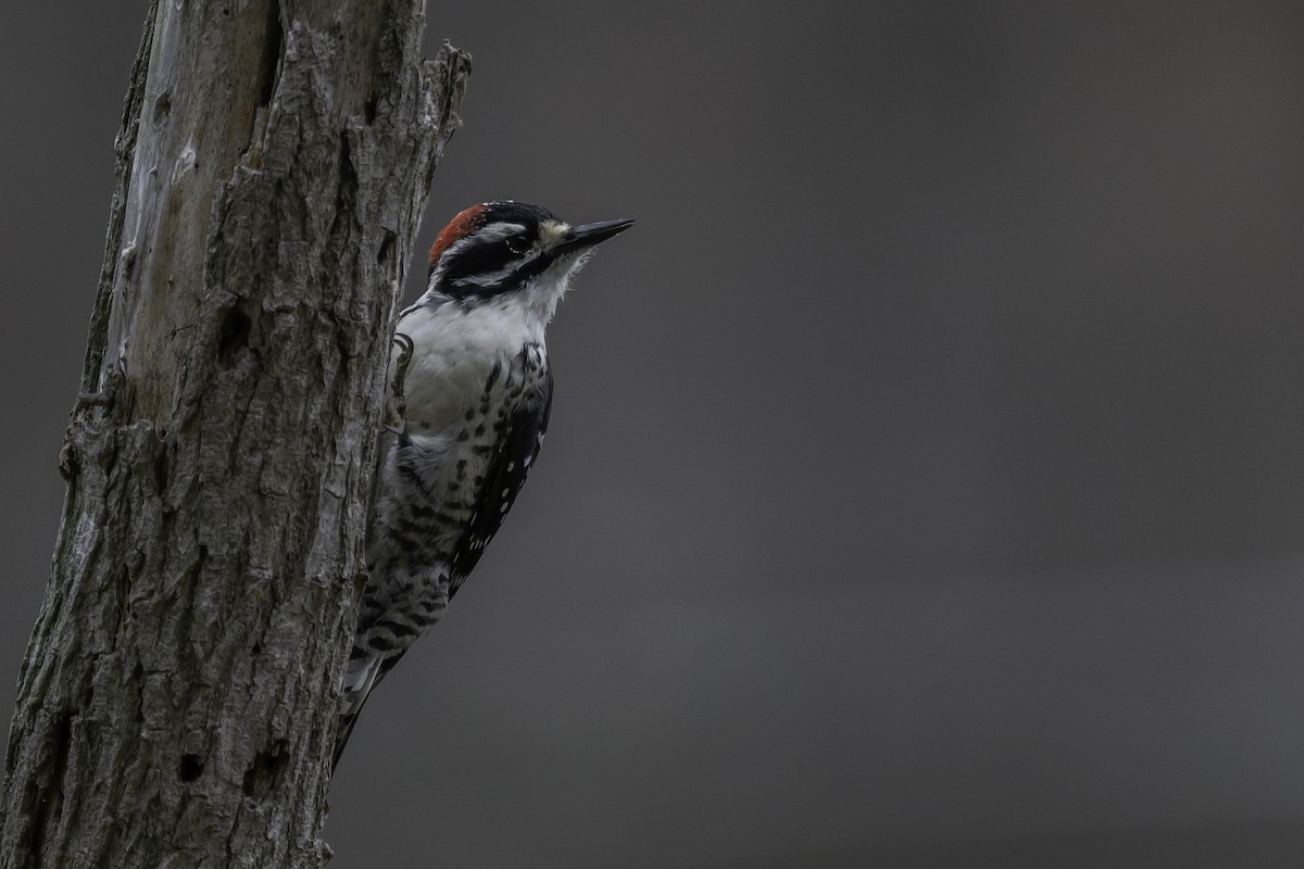 Nuttall's Woodpecker - ML642633960