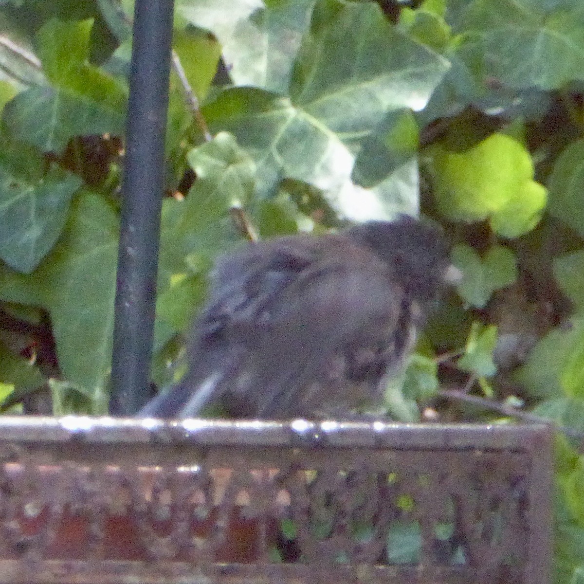 Dark-eyed Junco - ML642633969