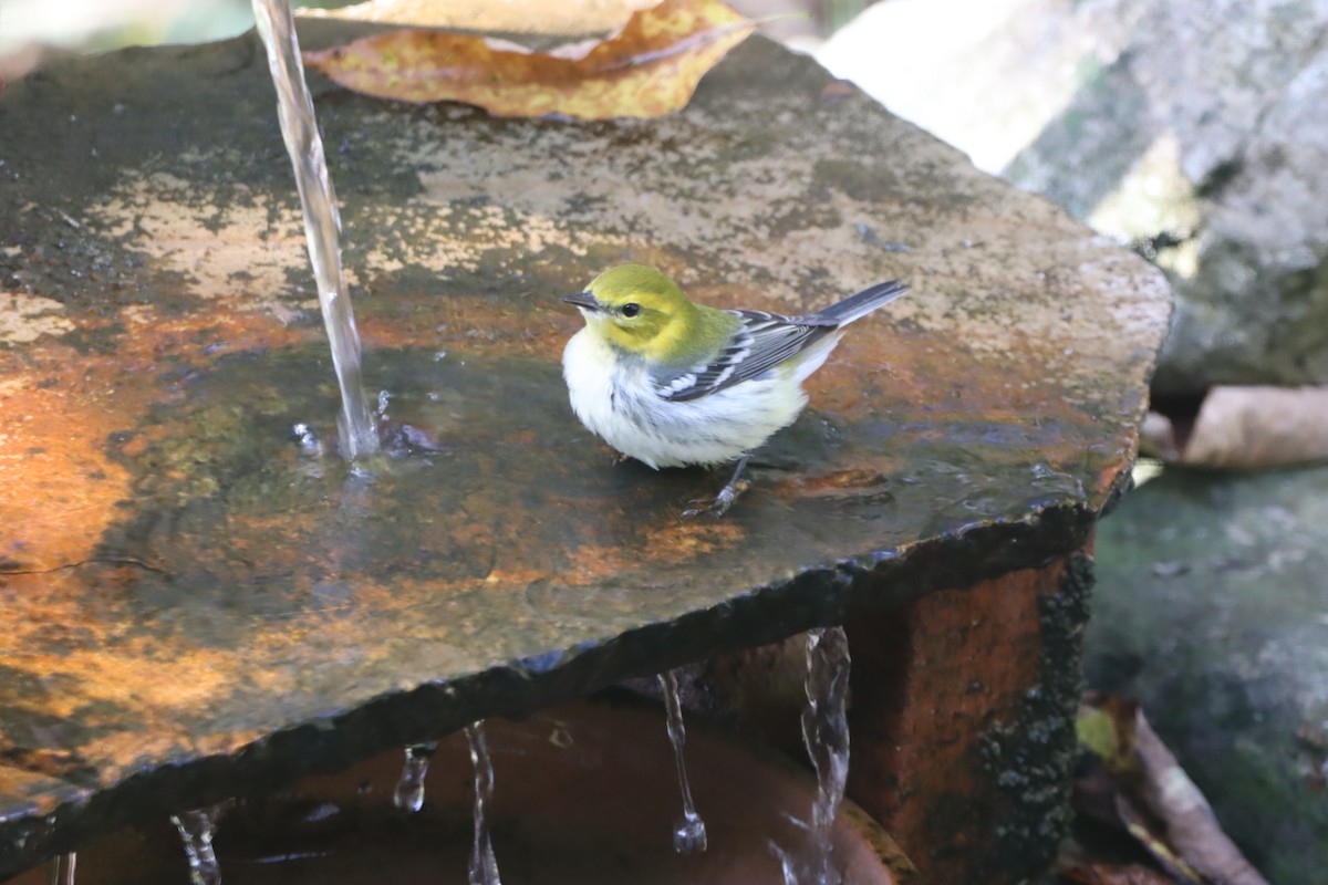 ノドグロミドリアメリカムシクイ - ML642633975