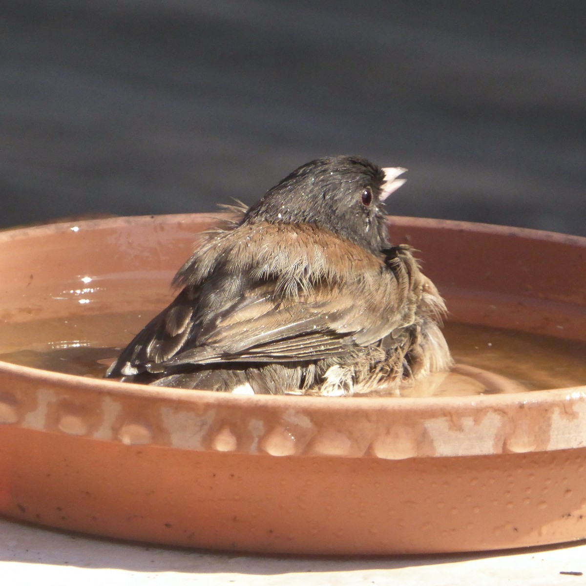 Dark-eyed Junco - ML642633986