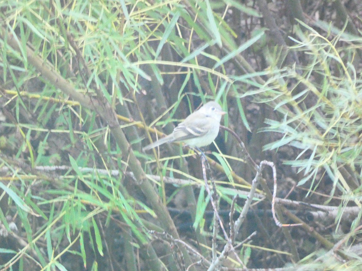 Empidonax sp. - ML642633989