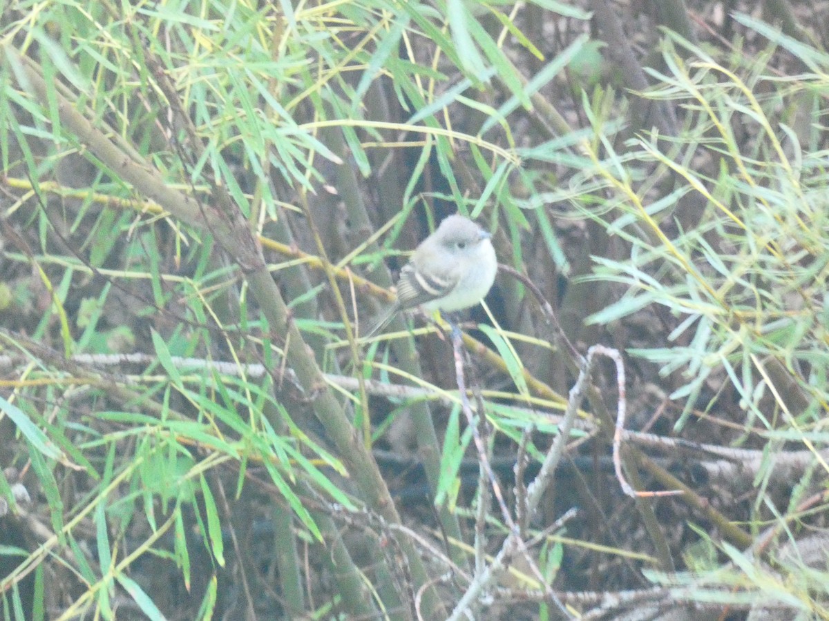 Empidonax sp. - ML642633990