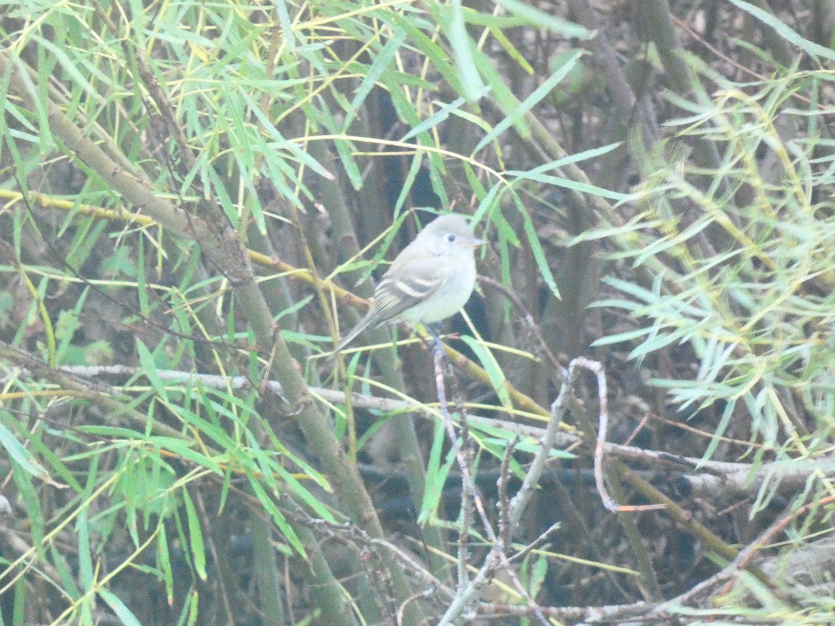 Empidonax sp. - ML642633992