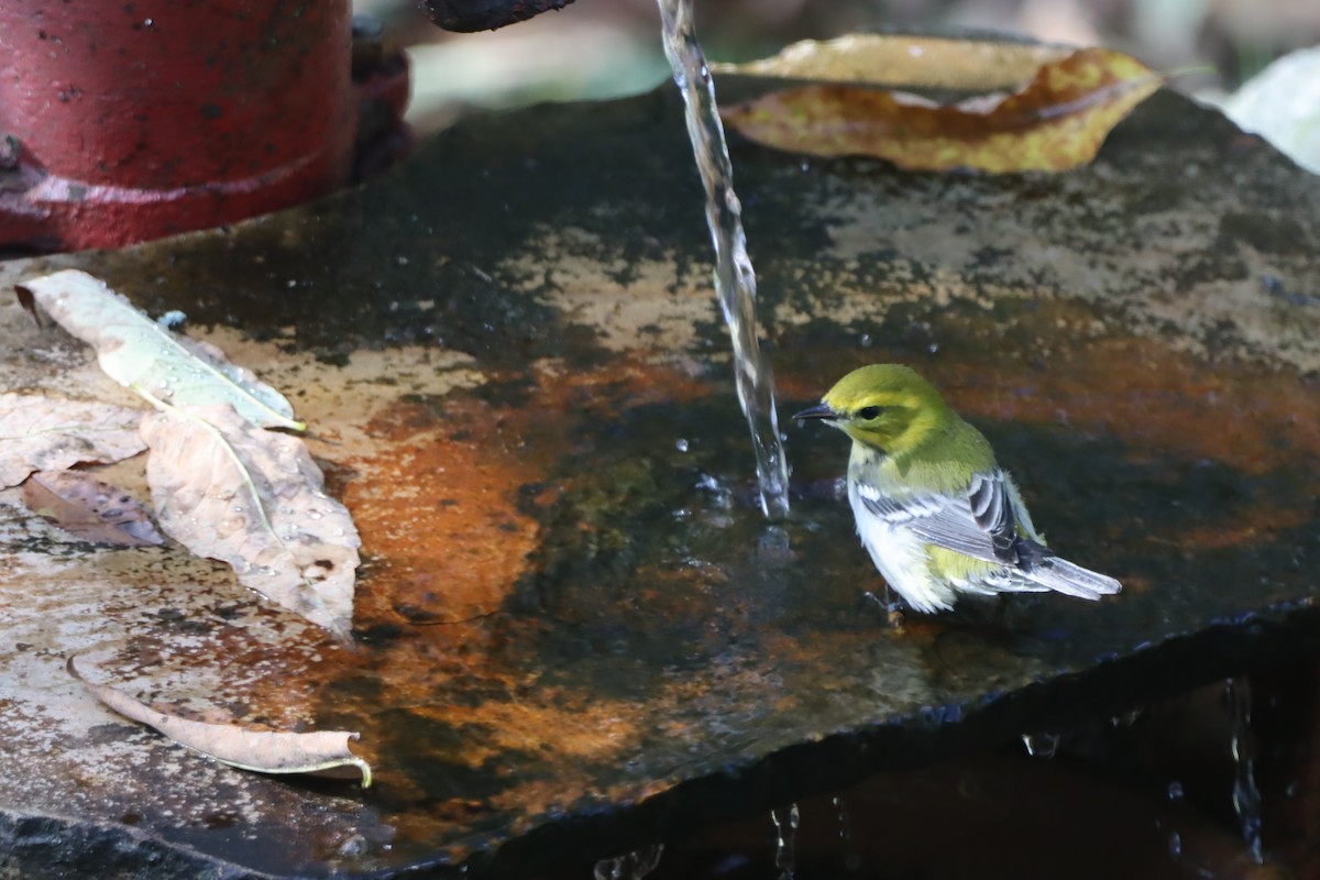 ノドグロミドリアメリカムシクイ - ML642634022