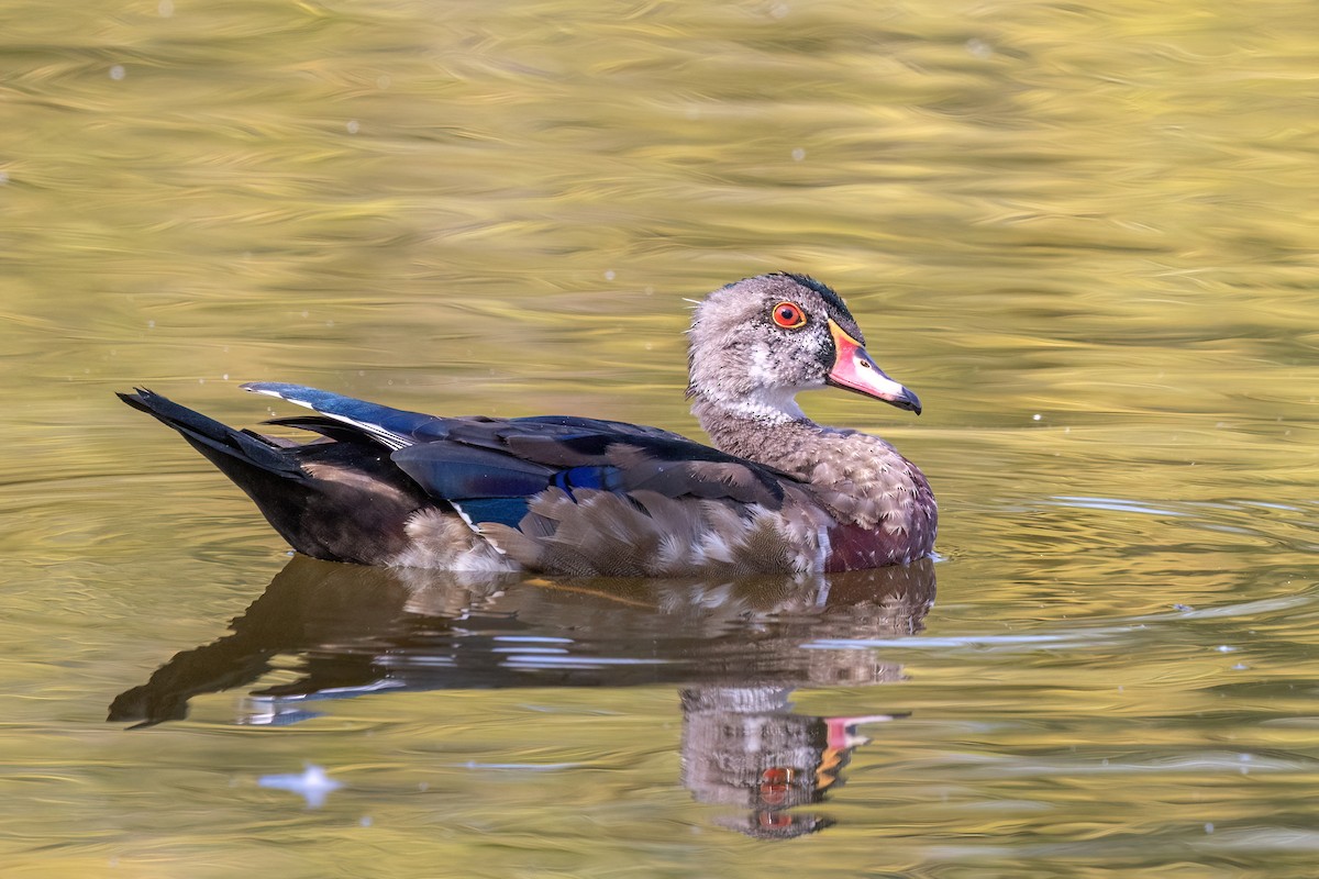 Canard branchu - ML642634025