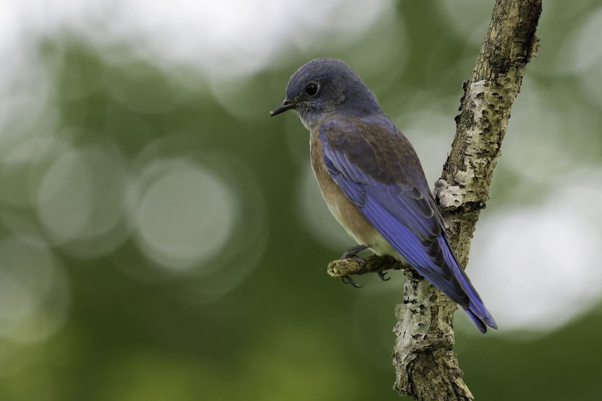 Western Bluebird - ML642634040