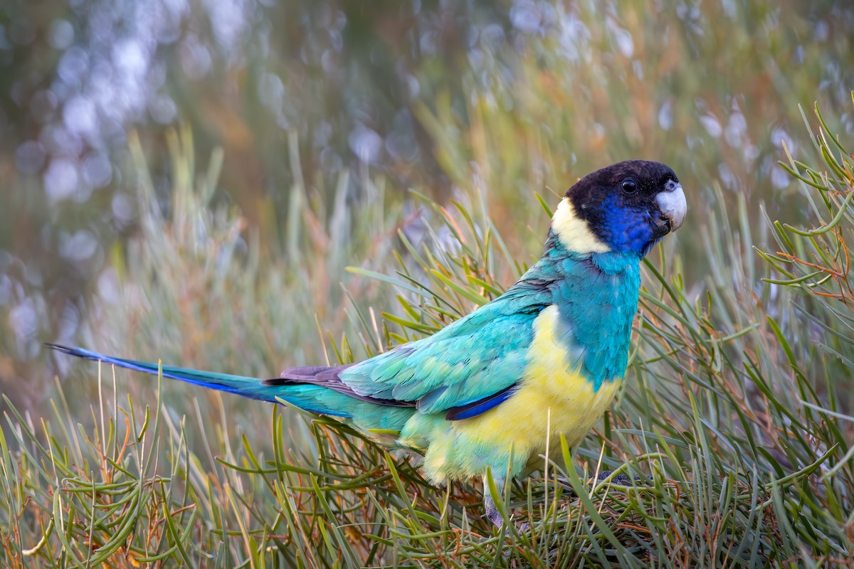 Australian Ringneck (Port Lincoln) - ML642634052
