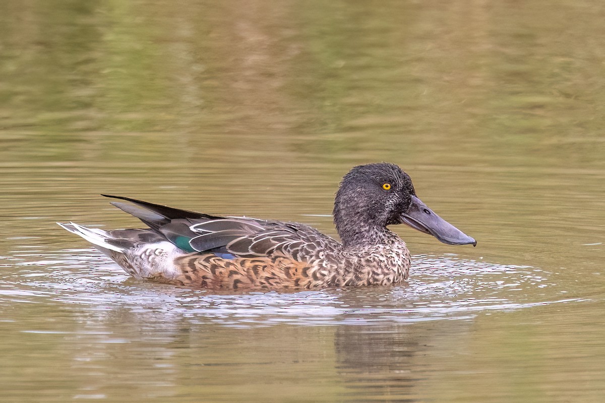 Canard souchet - ML642634053