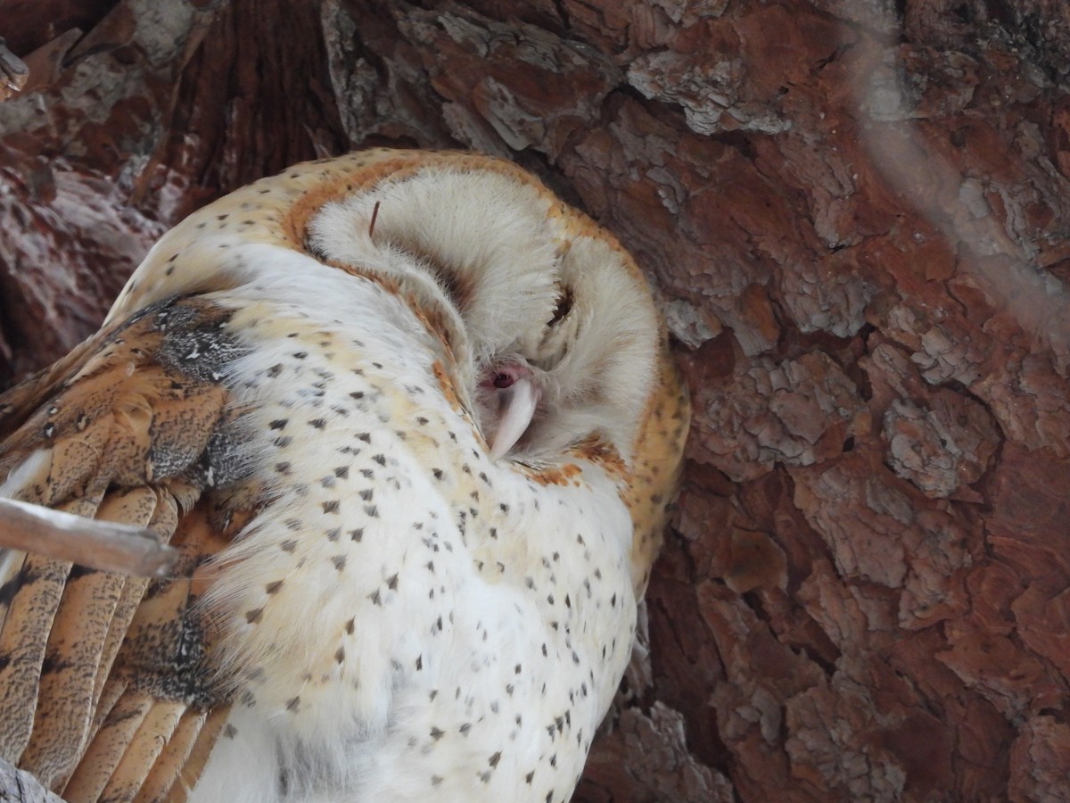 American Barn Owl - ML642634054